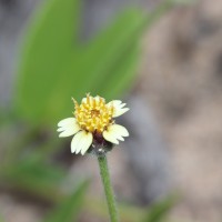 Tridax procumbens L.